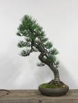 Japanese Black Pine bonsai. Photo courtesy of Pacific Bonsai Museum