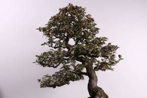 Bonsai burglary: trees worth thousands stolen from Pacific Bonsai Museum in Federal Way
