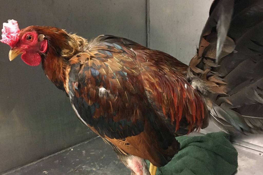 Officers raid alleged cockfighting operation in Kent