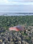 A sea creature found on the beach at Ebeys Landing may be a Haliphron atlanticus, or seven-armed octopus, scientists have theorized. Photo by Ron Newberry.