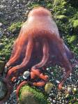 A sea creature found on the beach at Ebeys Landing may be a Haliphron atlanticus, or seven-armed octopus, scientists have theorized. (Ron Newberry)