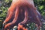 Possible rare ‘seven-armed octopus’ found on Whidbey beach