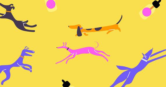 Top 3 CBD Brands for Dogs