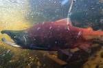 Freshwater variety of kokanee salmon from Lake Sammamish. 	File photo