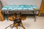 K9 Beny stands before the 75 pounds of pills found in a vehicle on Jan. 14. Photo courtesy of the California Highway Patrol