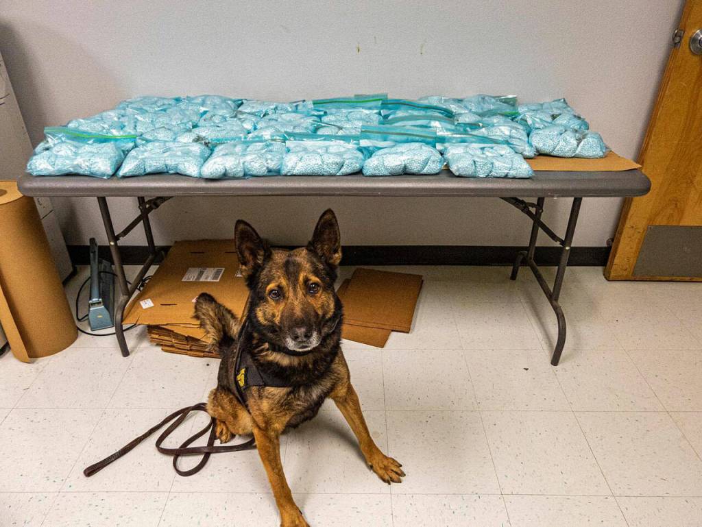 K9 Beny stands before the 75 pounds of pills found in a vehicle on Jan. 14. Photo courtesy of the California Highway Patrol
K9 Beny stands before the 75 pounds of pills found in a vehicle on Jan. 14. Photo courtesy of the California Highway Patrol