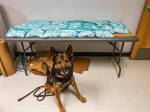K9 Beny stands before the 75 pounds of pills found in a vehicle on Jan. 14. Photo courtesy of the California Highway Patrol
K9 Beny stands before the 75 pounds of pills found in a vehicle on Jan. 14. Photo courtesy of the California Highway Patrol