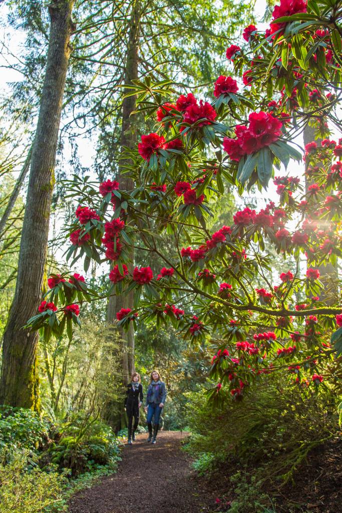 Bloedel Reserves Gratitude Days are sponsored days of free admission to its 150 acres of gardens and forested trails, with the opportunity for sponsors to select another community non-profit to honor and benefit on their sponsored day, if they wish.