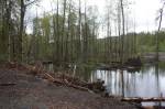 The site of where the Lones Levee was cleared on Green River. Downed trees were placed on the banks as the river spreads into multiple channels. (Cameron Sheppard/Sound Publishing)