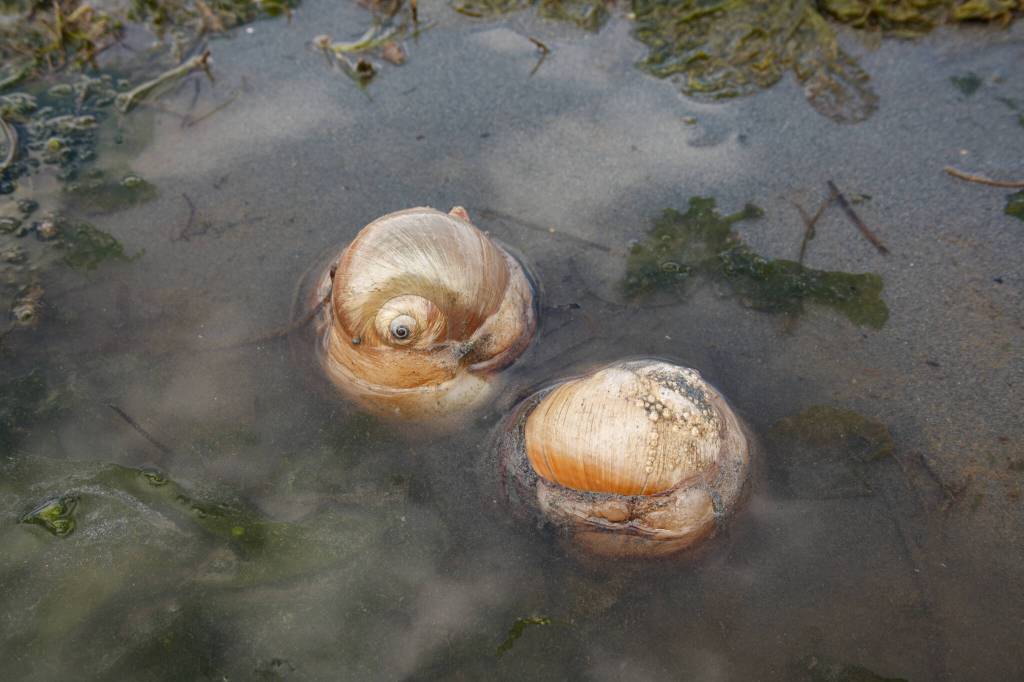 At Dash Point on June 16, 2022. Henry Stewart-Wood/Sound Publishing