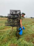 Ron Coleman from WDFW deploys Green Crab traps on the Washington Coast. Photo courtesy of Chase Gunnell.