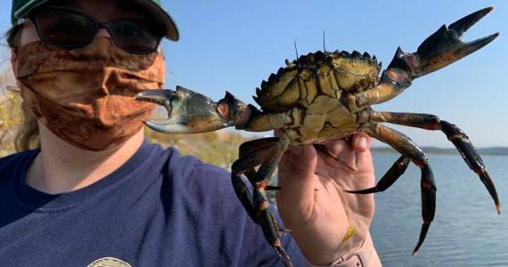 WDFW staffer holds large European Green Crab trapped in the Salish Sea. Photo courtesy of Chase Gunnell.
