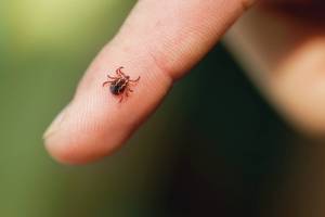 A tiny tick is almost unnoticeable when its hidden by an animals fur (or a humans hair). Interior Health is warning people to check their pets and themselves for the tiny blood-drinkers when they return from enjoying the outdoors. (File photo)