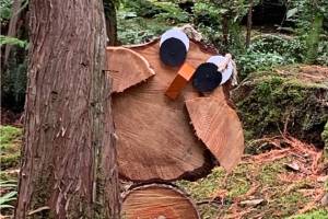 Woodland owls lead visitors on a Hoot Hunt, an all-ages scavenger hunt through the Bloedel Reserve gardens Oct. 1 to 30.