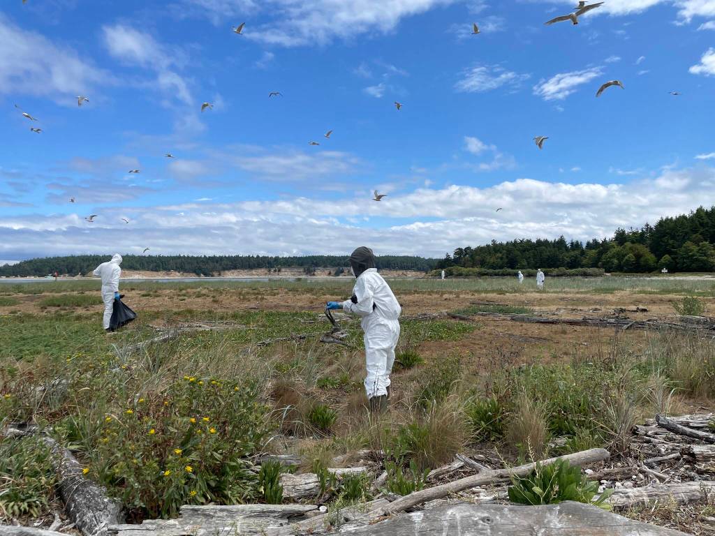 Photo courtesy of Katherine Haman
Washington Department of Fish and Wildlife staff clean up Caspian tern carcasses during the bird flu outbreak on Rat Island in Jefferson County, 2023.