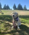 Bella is one of the Pledge-A-Pup dogs at Northwest Battle Buddies. Photos courtesy of Northwest Battle Buddies