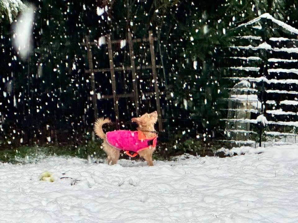 Rowdys first snow, March 13, 2026, in the Snoqualmie Valley. Photo courtesy of Diane Hanson Tatum