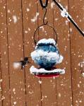 A hummingbird at a feeder on March 13. Photo courtesy of Katrina Kemp Akioka