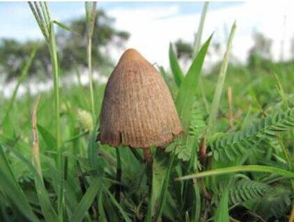Psilocybe mushrooms contain a psychoactive ingredient. Courtesy photo/dea.gov