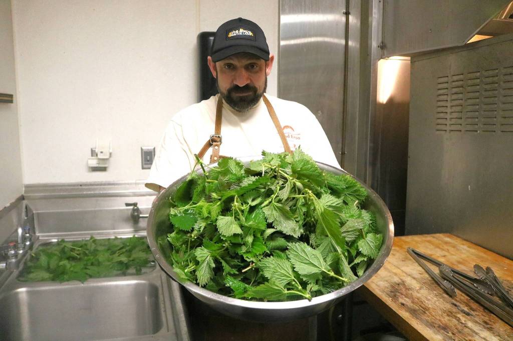 Photos by Bailey Jo Josie/Sound Publishing
Chef Jason Vickers likes to incorporate local plants like nettles into his menu. This batch of nettles were foraged that very afternoon around West Seattle.