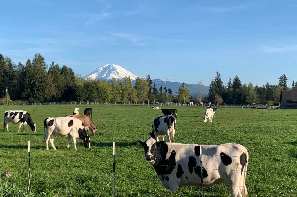 Enumclaws Krainick Dairy is one of the remaining dairy farms on the Plateau; they produce upward of 9,000 gallons of milk a day for Darigold. Photo courtesy Krainick Dairy