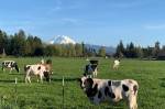 Enumclaws Krainick Dairy is one of the remaining dairy farms on the Plateau; they produce upward of 9,000 gallons of milk a day for Darigold. Photo courtesy Krainick Dairy
