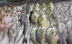 Seabass, Striped Bass, Branzino and more. Photo by Mindy Stern