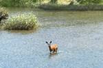 A deer makes her way across the Nisqually River. Photo by Kevin Hanson