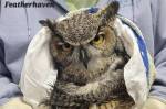 Featherhaven recently rescued a great horned owl that was hit by a freight train. After treating it for blunt force trauma, it was transferred to Raindancer Wild Bird Rescue for continued care. Photo courtesy Featherhaven