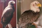 Featherhaven rescued both a hatch-year golden eagle near the White River around Greenwater and a bald eagle in Puyallup in 2020. Both were transferred to Raindancer Wild Bird Rescue