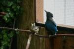 Not all birds are able to be released back into the wild. In 2016, Mr. Blue, a Stellars Jay, and Miss Eve, an evening grosbeak, had healed from their various ailments but lived at the Featherhaven shelter for a time. Photo by Ray Miller=S