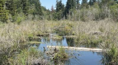 PHOTO BY KEVIN HANSON A wood bridge over Ravensdale Creek provides tranquil scenery, a partial view of a beaver dam and (if one is lucky) a heron in flight.