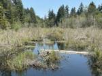 PHOTO BY KEVIN HANSON A wood bridge over Ravensdale Creek provides tranquil scenery, a partial view of a beaver dam and (if one is lucky) a heron in flight.