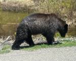 A black bear that lumbered on the road inches from this column writers van. Photo courtesy of Mindy Stern